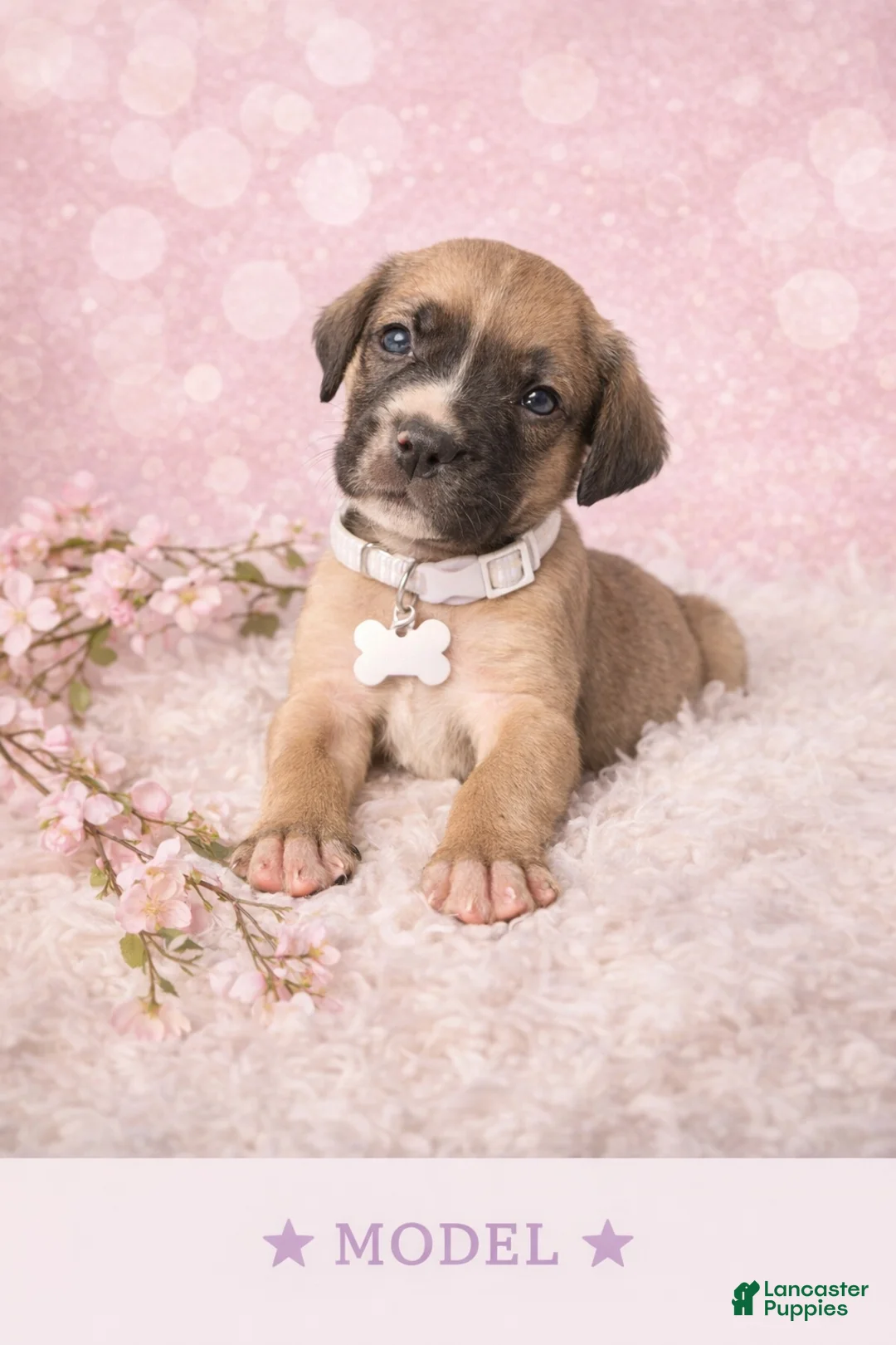 English Mastiff dogs for sale: English Mastiff Puppy 8 - Ad 1