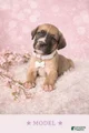 English Mastiff Puppy 8