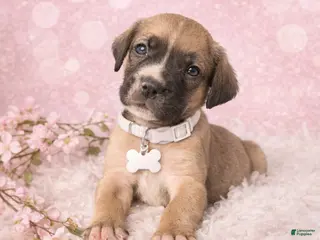 English Mastiff dogs English Mastiff Puppy 8 - Ad 21