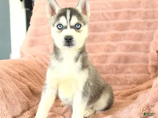 Siberian Husky dogs Rex - Ad 3