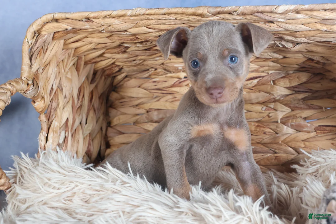 Miniature Pinscher dogs for sale: ALEX - Ad 1
