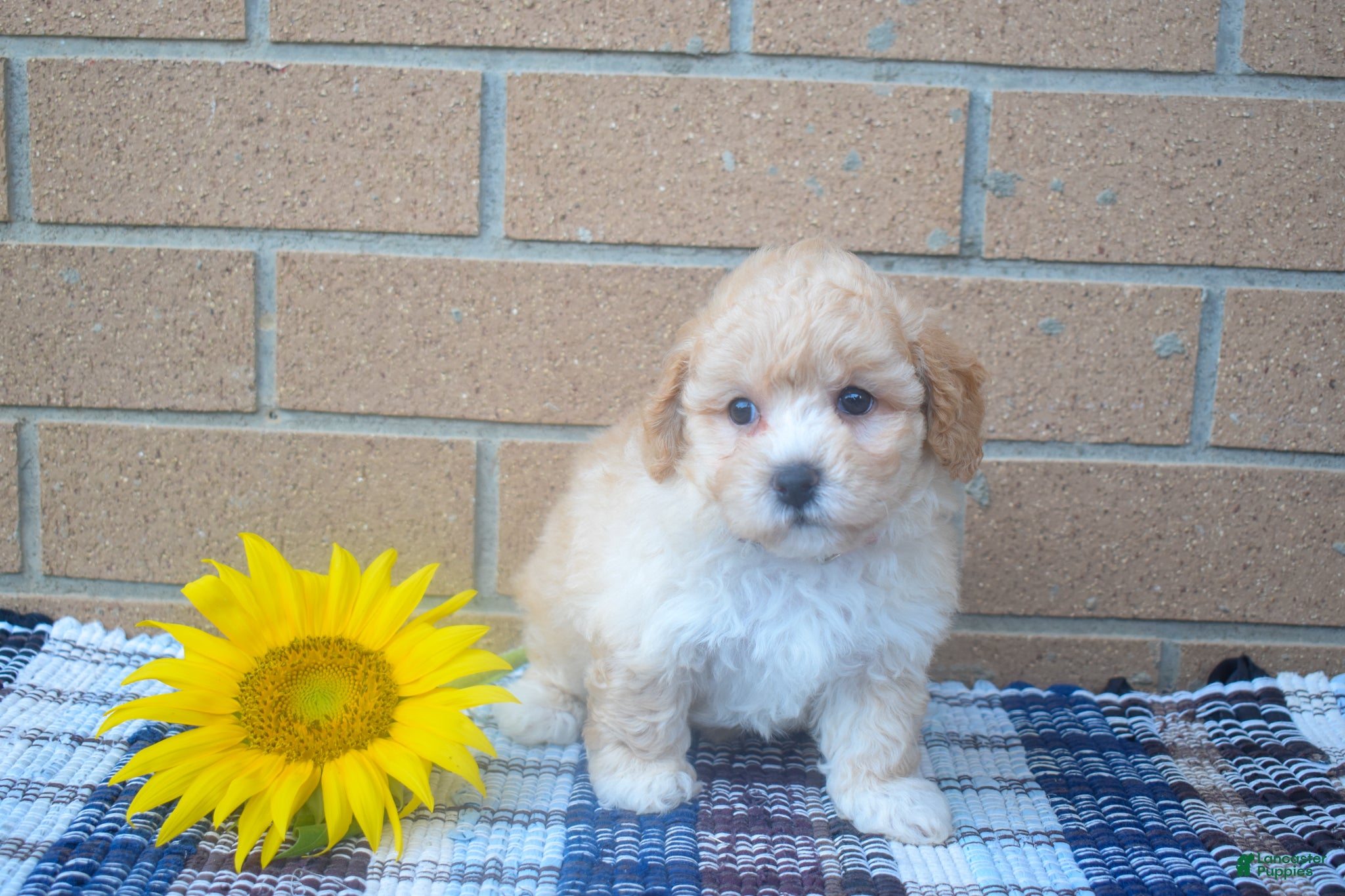 Maltipoo dogs Flora  - Ad 2
