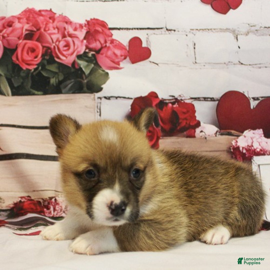 Welsh Corgi Pembroke dogs for sale: EL - Ad 3