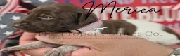 German Shorthaired Pointer dogs for sale: Merica - Ad 1