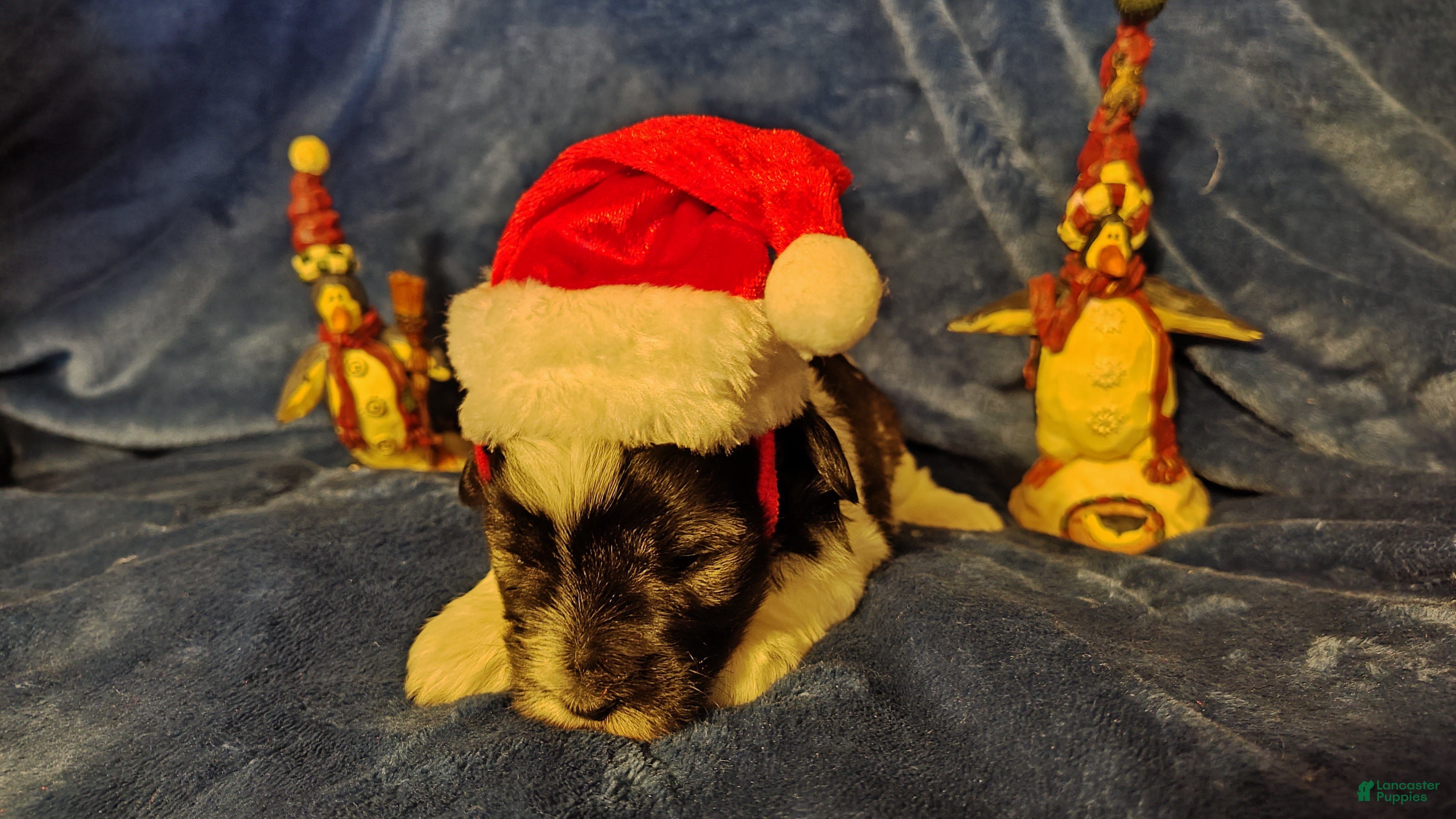 Miniature Schnauzer dogs Miniature Schnauzer Girl 1 - Ad 11