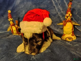 Miniature Schnauzer dogs Miniature Schnauzer Girl 1 - Ad 11