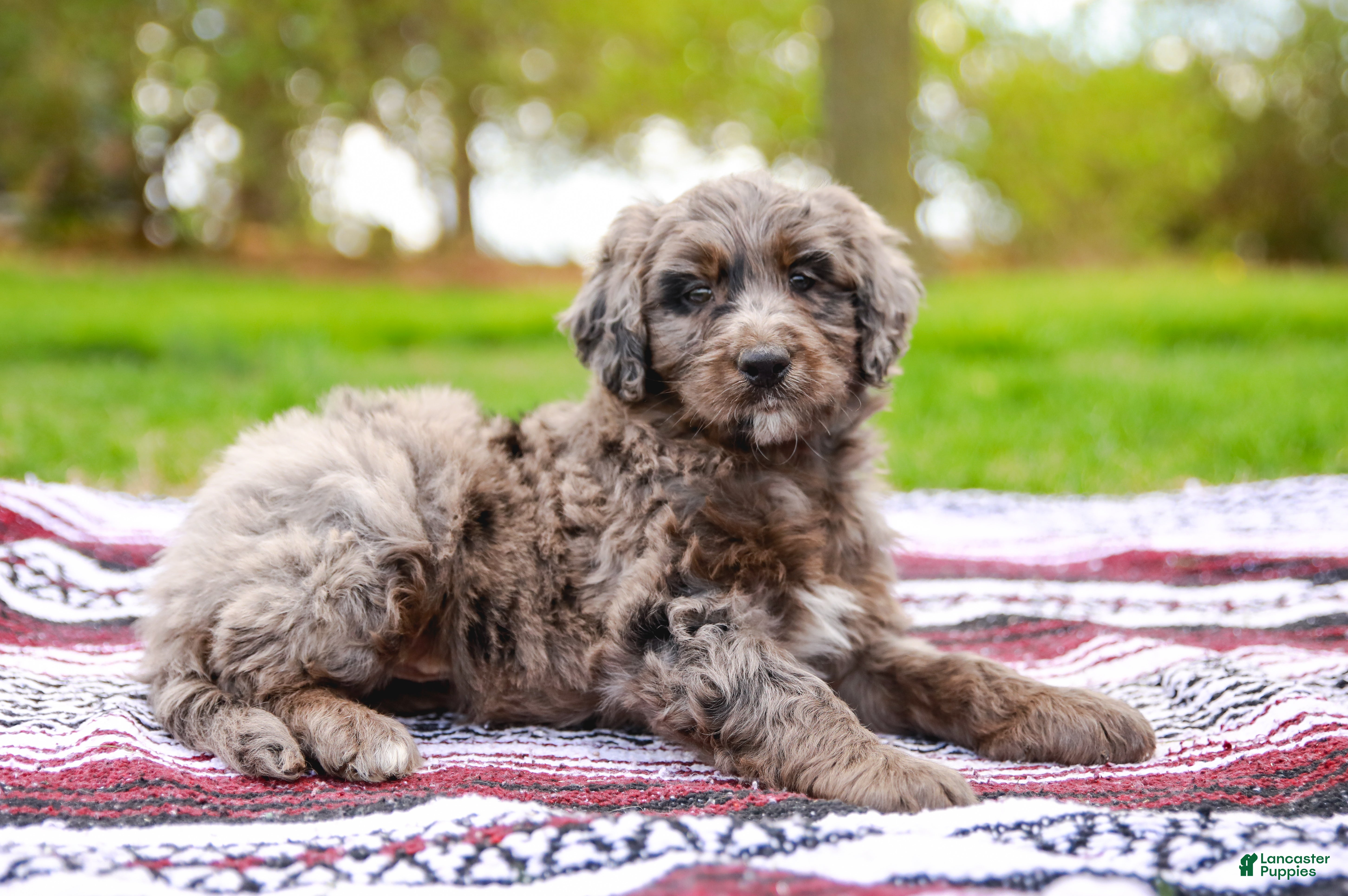 Aussiedoodle dogs Jax Standard - Ad 2