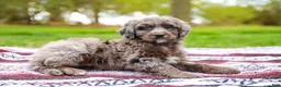 Aussiedoodle dogs for sale: Jax Standard - Ad 2