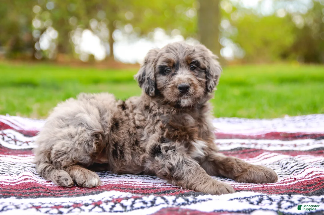 Aussiedoodle dogs for sale: Jax Standard - Ad 2