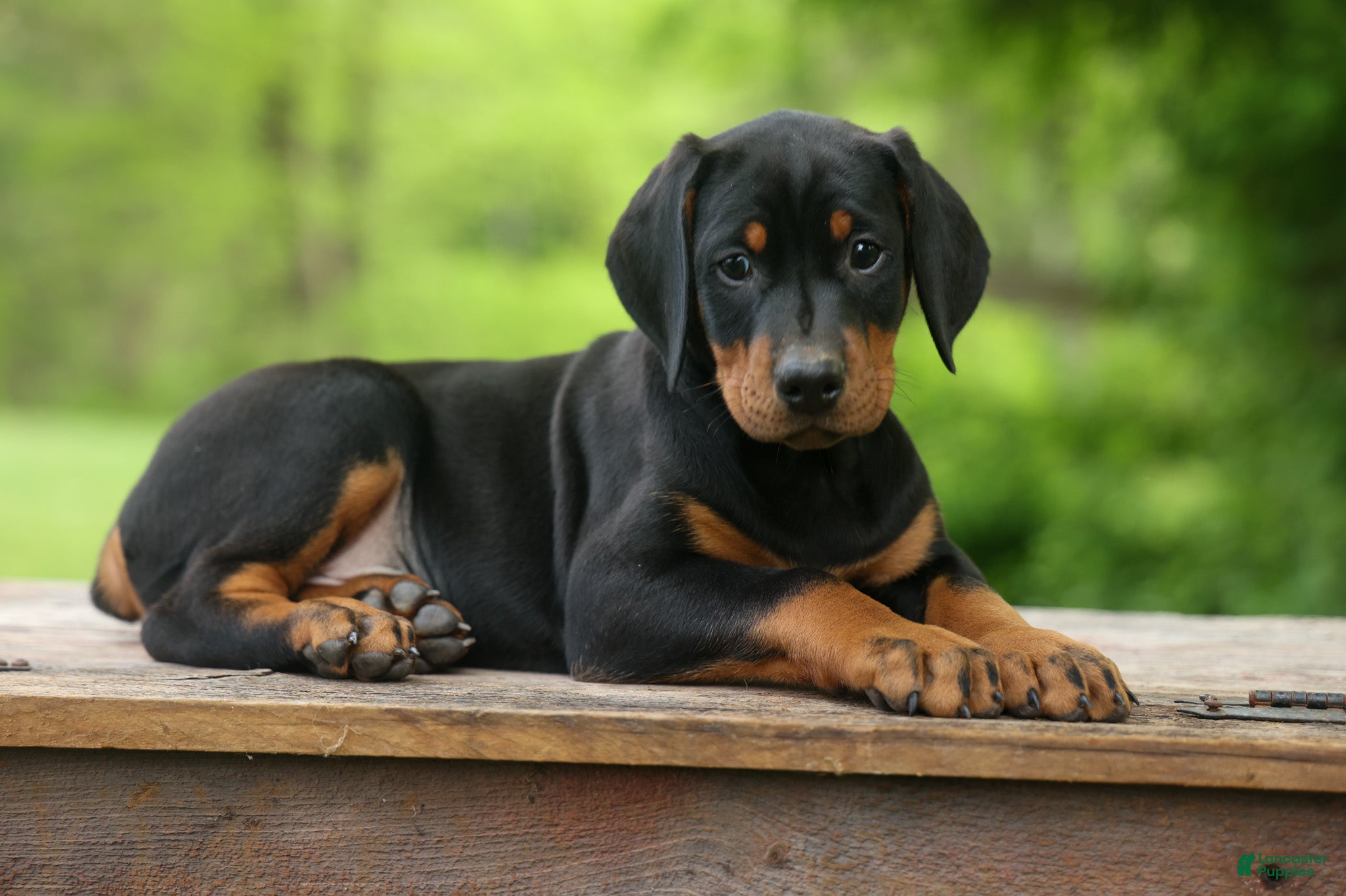 Doberman Pinscher dogs  Dax (Black Rust)🐶 - Ad 1