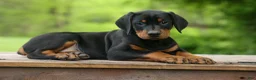 Doberman Pinscher dogs for sale:  Dax (Black Rust)🐶 - Ad 13