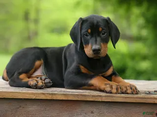 Doberman Pinscher dogs for sale: Dax (Black Rust)🐶 - Ad 1