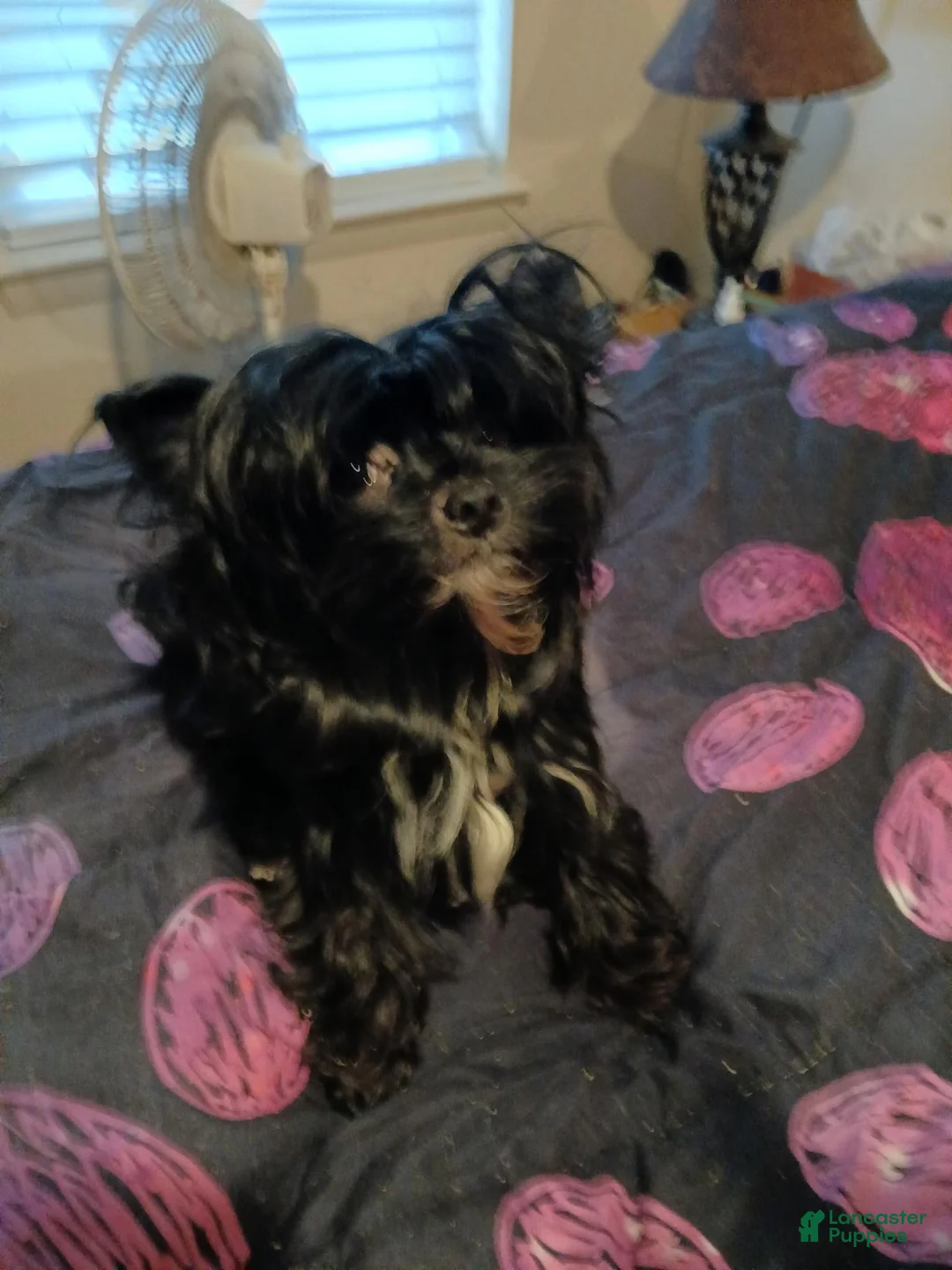 Yorkshire Terrier dogs for sale: Yorkshire Terrier 1 - Ad 2