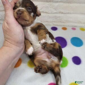 Miniature Dachshund dogs for sale: Chocolate Dapple Female - Ad 2