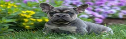 French Bulldog dogs for sale: Finley 🐶 - Ad 10