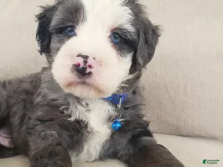 Mini Bernedoodle dogs Apollo - Ad 7