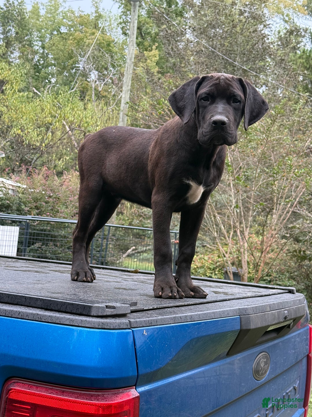 Cane Corso dogs for sale: Cane Corso Puppy 2 - Ad 3
