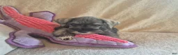 Miniature Schnauzer dogs for sale: Molly - Ad 4