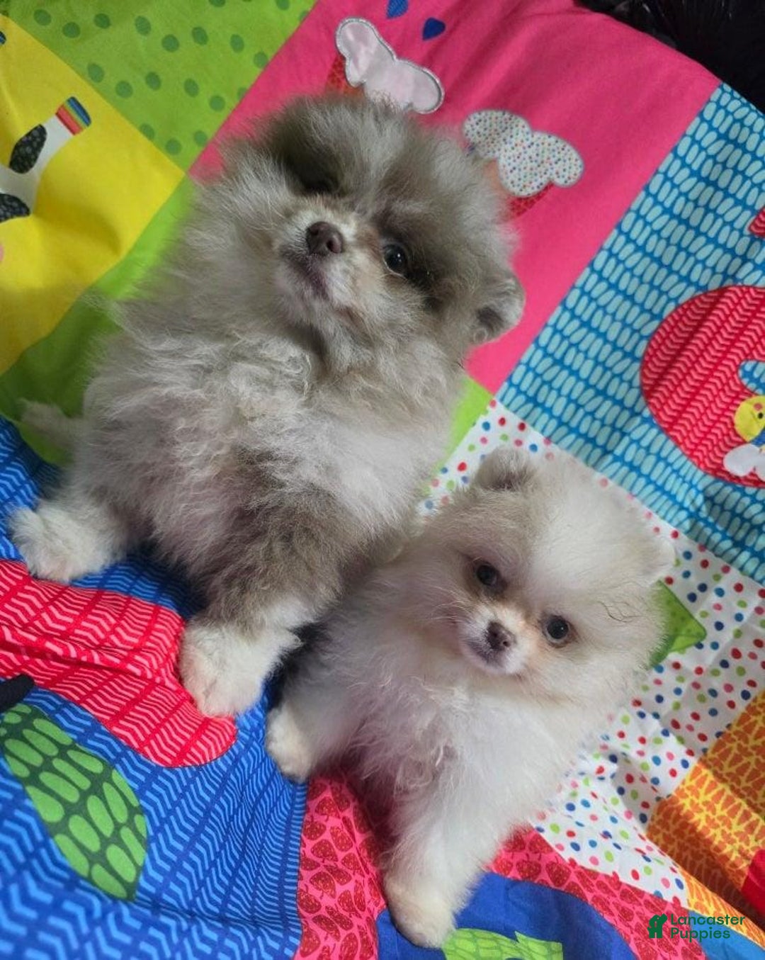 Pomeranian dogs for sale: Naya - Ad 8