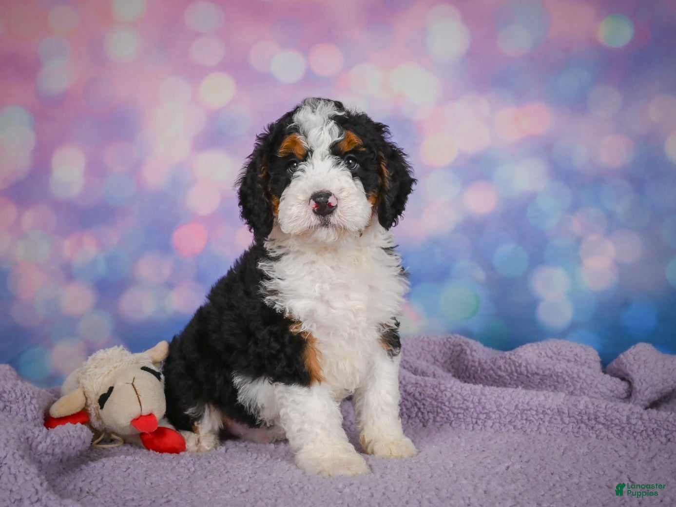 Mini Bernedoodle dogs Sparky - Ad 2