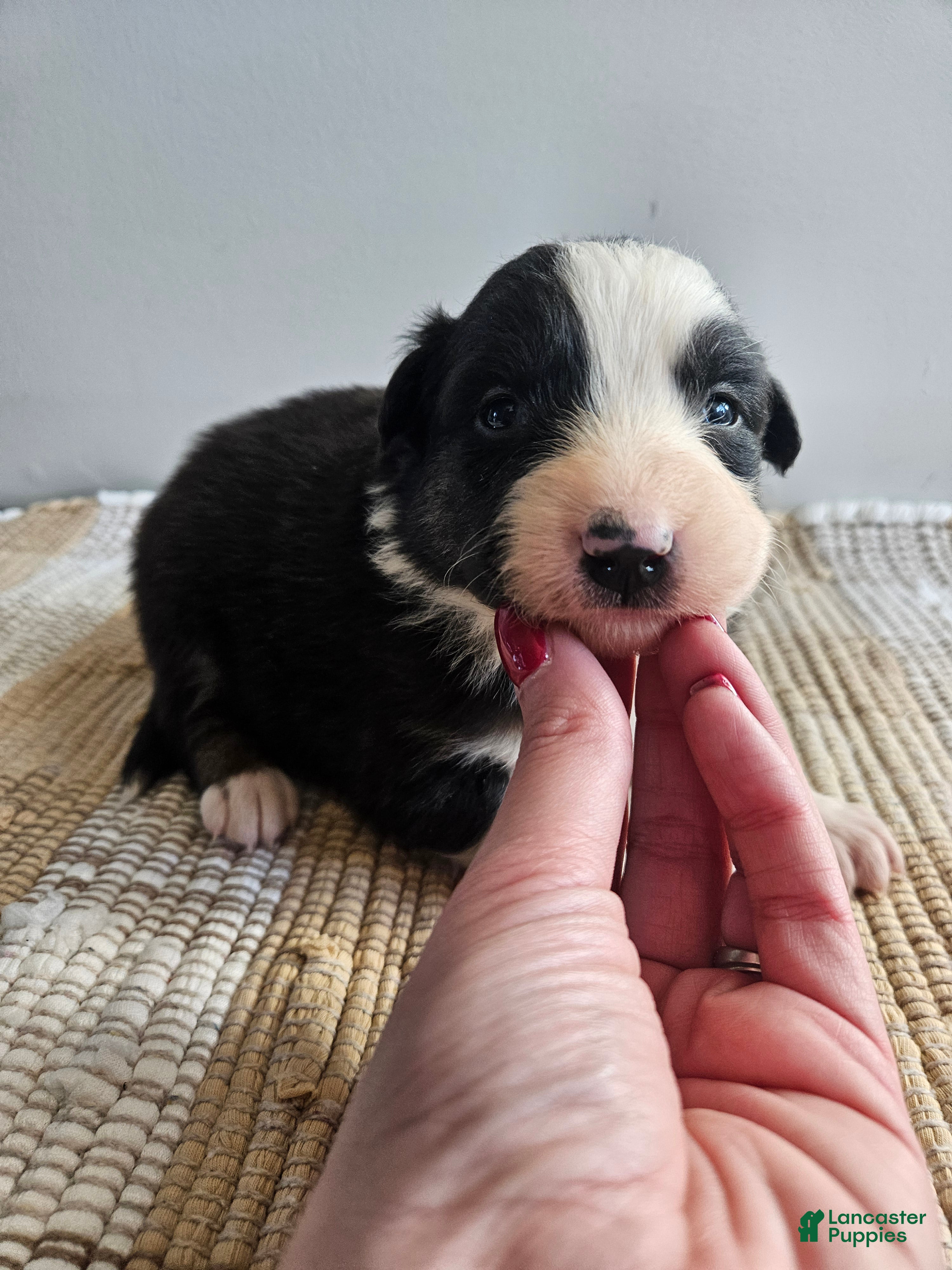 Australian Shepherd dogs Cheif - Ad 24