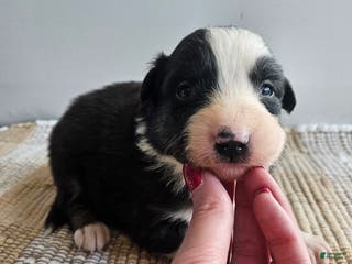 Australian Shepherd dogs Cheif - Ad 40