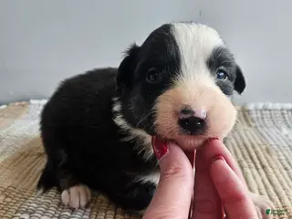 Australian Shepherd dogs Cheif - Ad 36