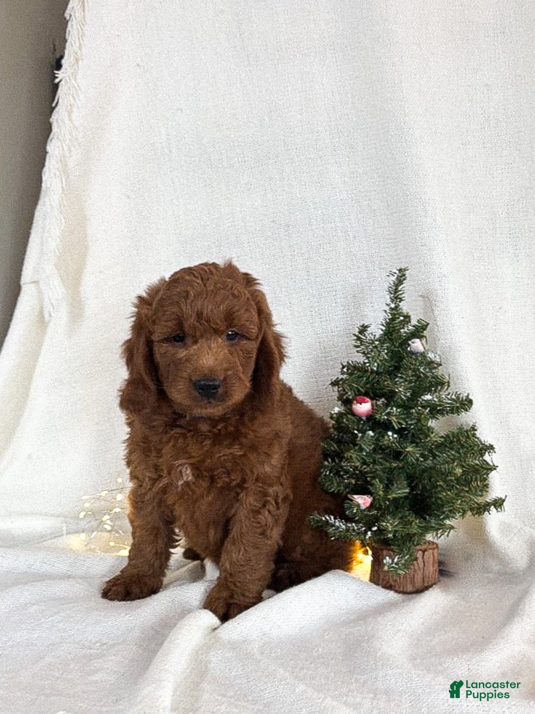Goldendoodle dogs for sale: Murphy - Ad 5