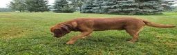 Labrador Retriever dogs for stud: Barney - Ad 4