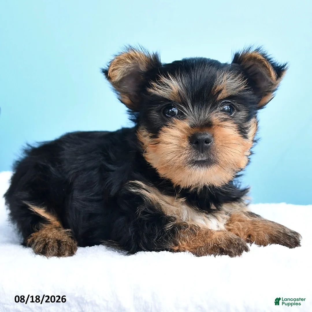 Yorkshire Terrier dogs for sale: Eli  - Ad 2