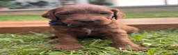 Irish Doodle dogs for sale: Douglas  - Ad 13