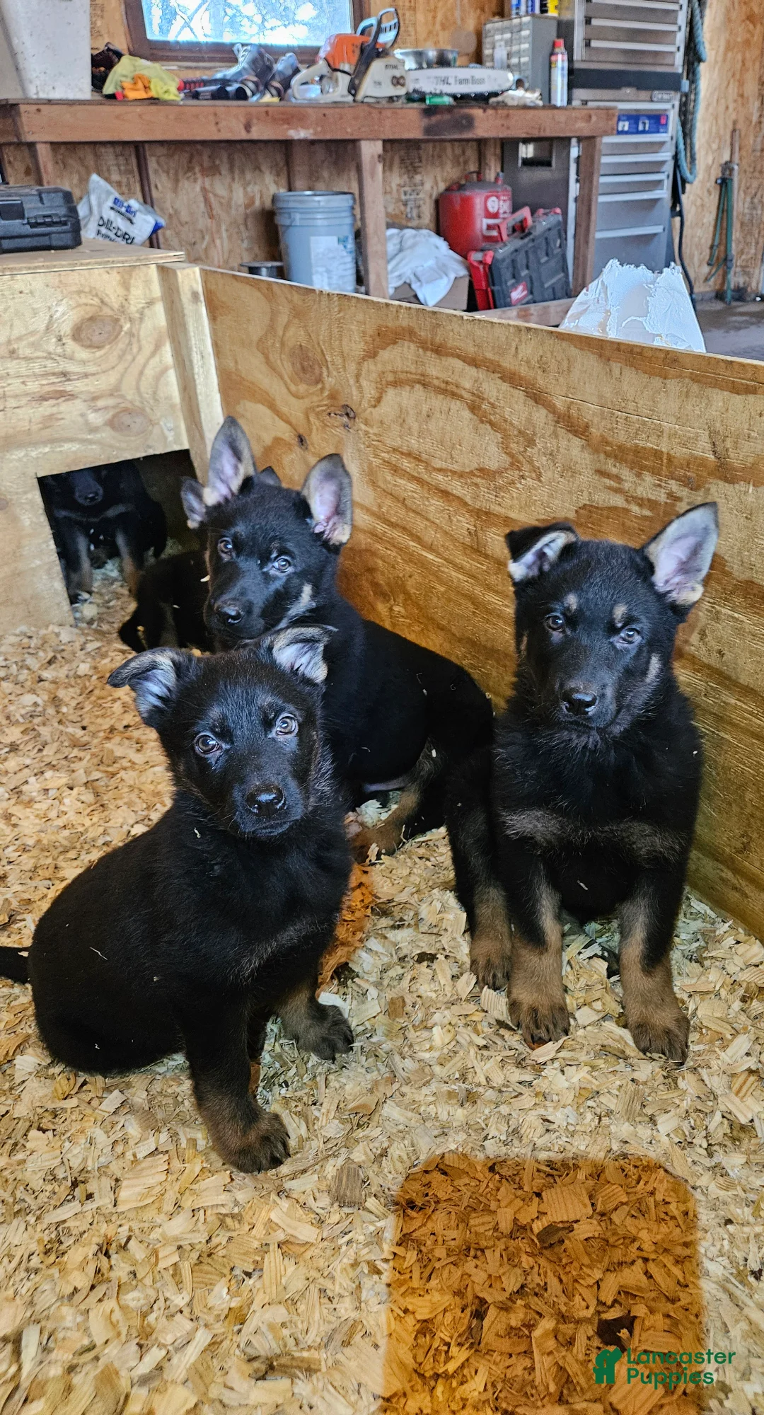 German Shepherd dogs for sale: German Shepherd Puppy 5 - Ad 4