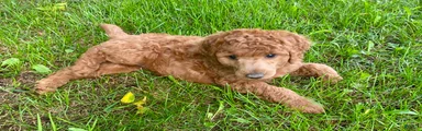 Standard Poodle 5