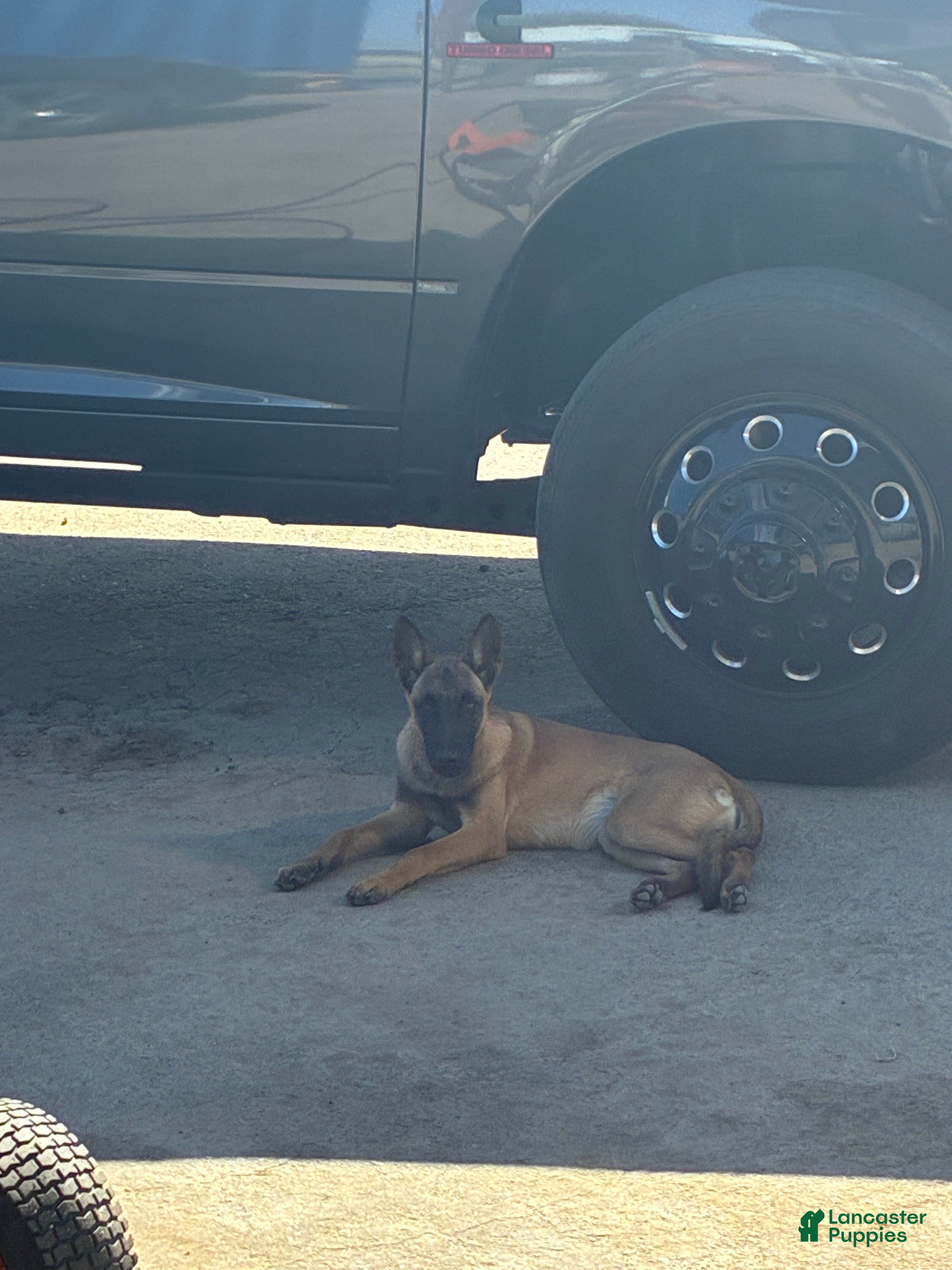 Belgian Malinois dogs Belgian Malinois 4 - Ad 1
