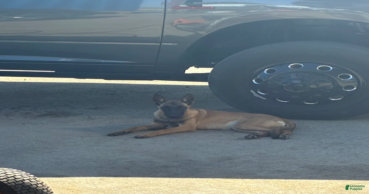 Belgian Malinois Puppies for sale in Gilroy, California | Lancaster Puppies