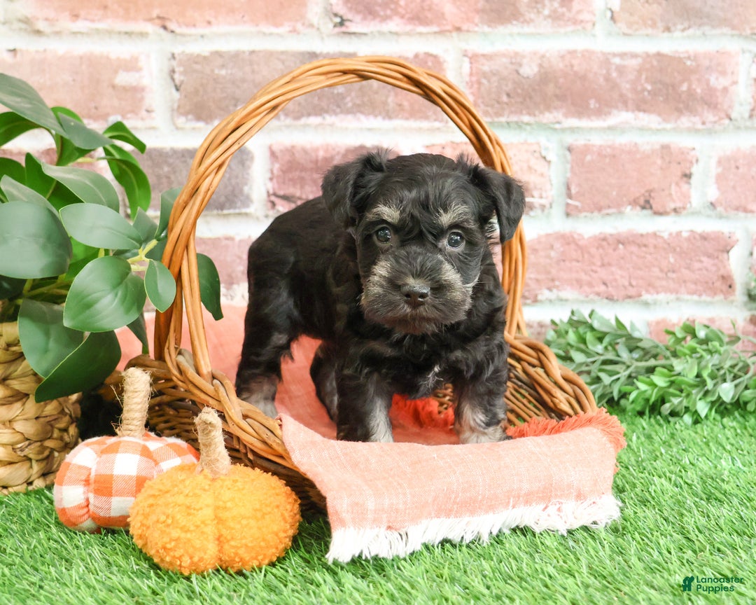 Miniature Schnauzer dogs for sale: Paige - Ad 10