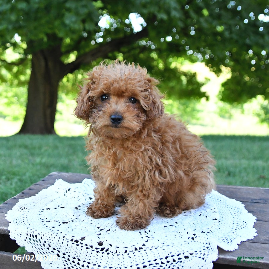 Toy Poodle dogs for sale: Tidbit - Ad 4