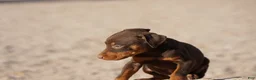 Doberman Pinscher dogs for sale: Sara F 2 - Ad 4