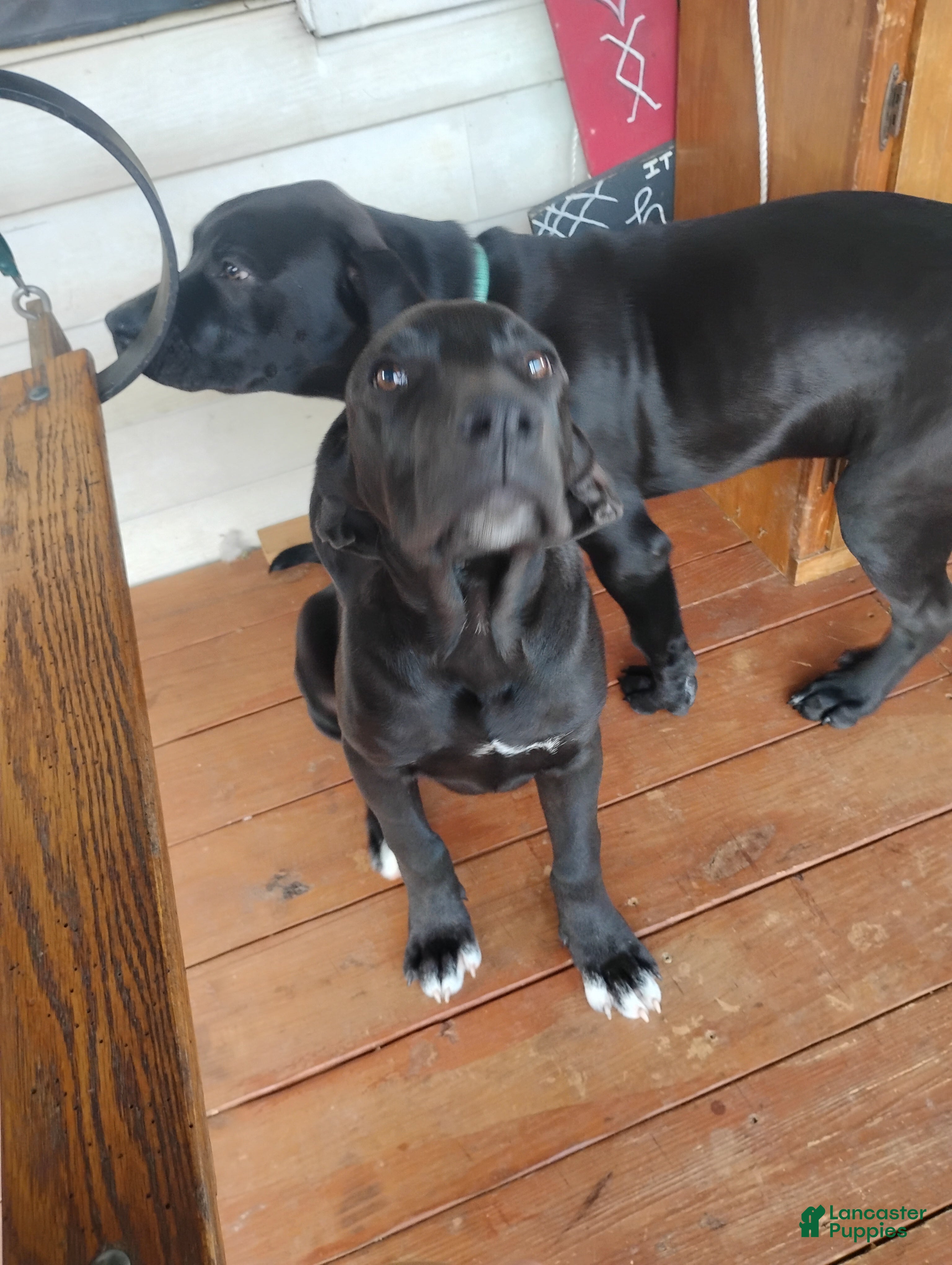 Mixed Breed dogs for sale: Junior  - Ad 2