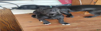Junior 