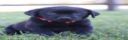 Labrador Retriever dogs for sale: Garret - Ad 4