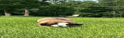 Saint Bernard dogs for sale: Gwen - Ad 4