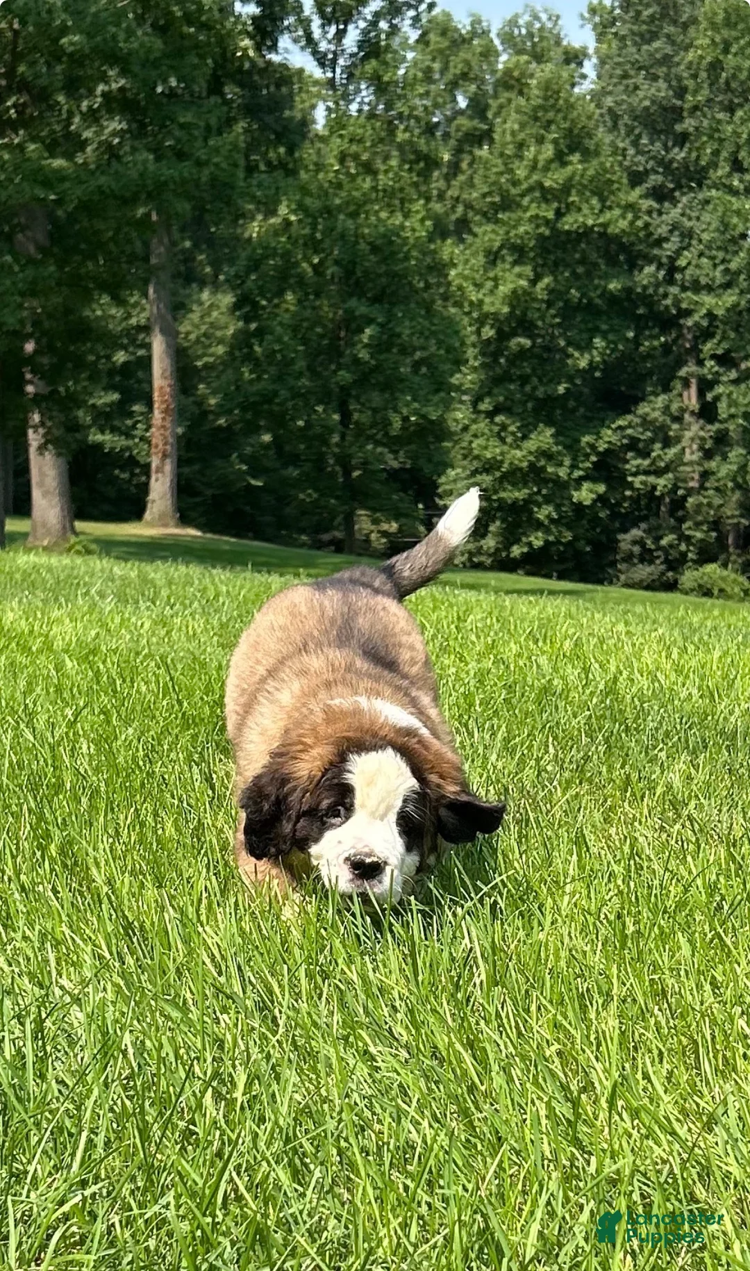 Saint Bernard dogs for sale: Gwen - Ad 4