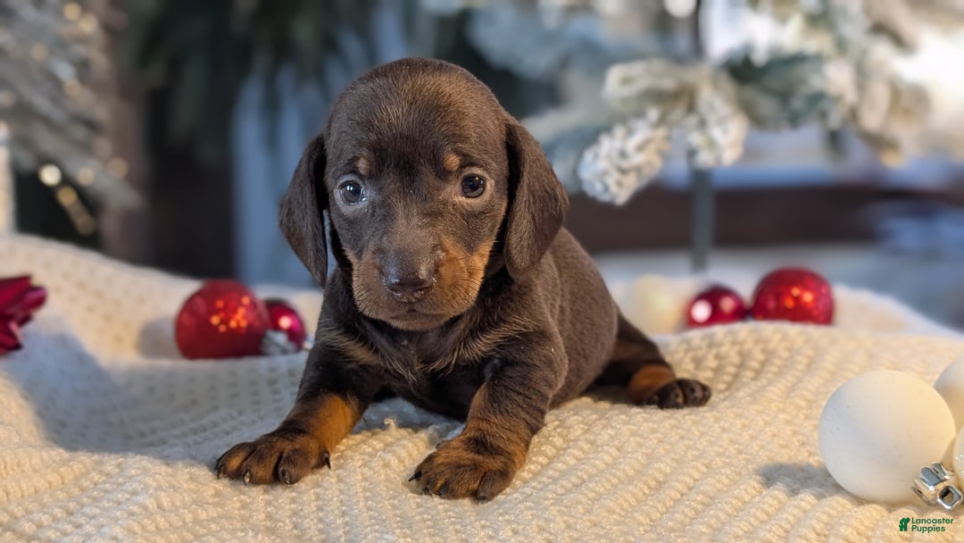 Miniature Dachshund dogs for sale: Izzy - Ad 3