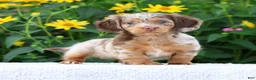 Miniature Dachshund dogs for sale: Bennett - Ad 1