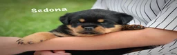 Rottweiler dogs for sale: Sedona w a Long Tail  - Ad 2
