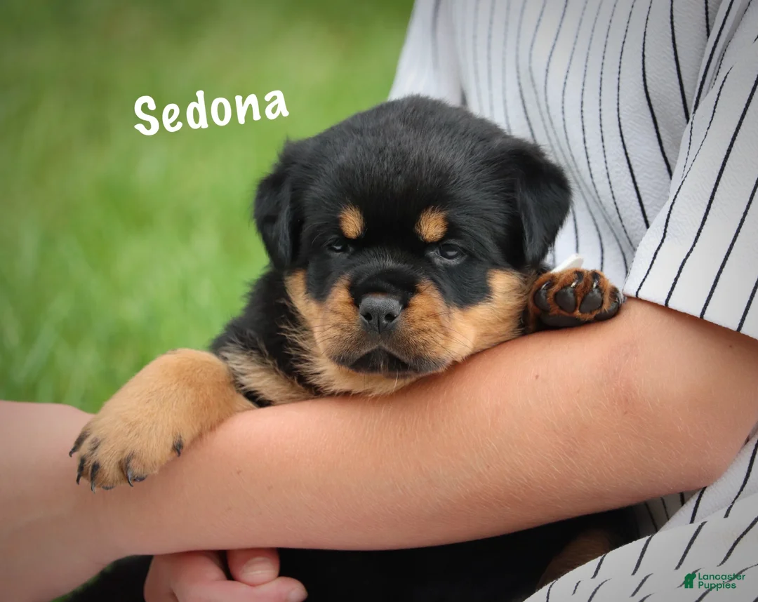 Rottweiler dogs for sale: Sedona w a Long Tail  - Ad 2