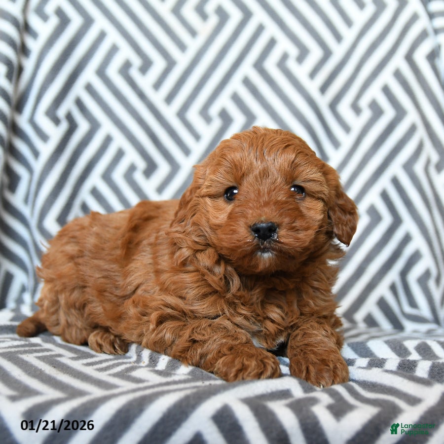 Mini Goldendoodle dogs Skittles - Ad 2