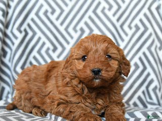 Mini Goldendoodle dogs Skittles - Ad 2
