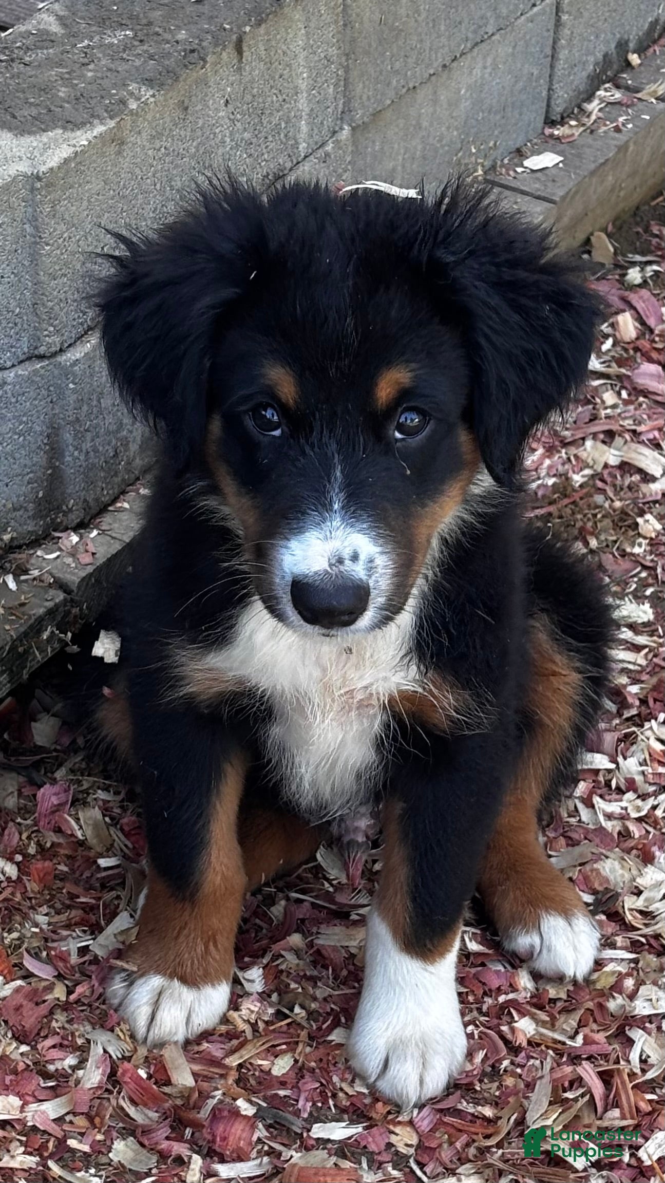 Miniature Australian Shepherd dogs #10 Winston - Ad 1